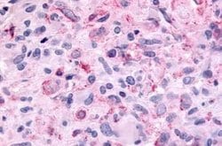 Invitrogen MTNR1B Polyclonal Antibody 25 &mu;g; Unconjugated:Antibodies,