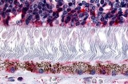 Invitrogen MTNR1B Polyclonal Antibody 25 &mu;g; Unconjugated:Antibodies,