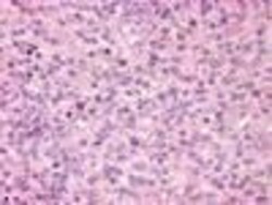 GPR171 Polyclonal Antibody, Invitrogen 25 &mu;g | Buy Online | Thermo Scientific | Fisher Scientific