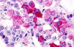 Invitrogen GPR12 Polyclonal Antibody 25 &mu;g; Unconjugated:Antibodies,
