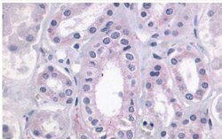 LPAR4 Polyclonal Antibody, Invitrogen 25 &mu;g; Unconjugated:Antibodies,