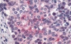 LPAR4 Polyclonal Antibody, Invitrogen 25 &mu;g; Unconjugated:Antibodies,