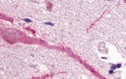 Invitrogen GPR160 Polyclonal Antibody 25 &mu;g; Unconjugated:Antibodies,