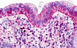 Invitrogen GPR160 Polyclonal Antibody 25 &mu;g; Unconjugated:Antibodies,