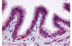 PTGER2 Polyclonal Antibody, Invitrogen 25 &mu;g; Unconjugated:Antibodies,