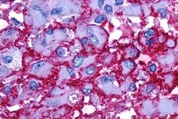 PTGER2 Polyclonal Antibody, Invitrogen 25 &mu;g; Unconjugated:Antibodies,