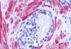 alpha-1d Adrenoceptor Polyclonal Antibody, Invitrogen 25 &mu;g; Unconjugated:Antibodies,