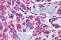 alpha-1d Adrenoceptor Polyclonal Antibody, Invitrogen 25 &mu;g; Unconjugated:Antibodies,