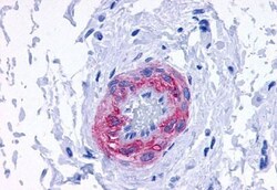 alpha-1d Adrenoceptor Polyclonal Antibody, Invitrogen 25 &mu;g; Unconjugated:Antibodies,