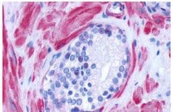 alpha-1d Adrenoceptor Polyclonal Antibody, Invitrogen 25 &mu;g; Unconjugated:Antibodies,