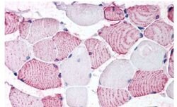 GPRC6A Polyclonal Antibody, Invitrogen 25 &mu;g; Unconjugated:Antibodies,