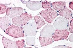 GPRC6A Polyclonal Antibody, Invitrogen 25 &mu;g; Unconjugated:Antibodies,