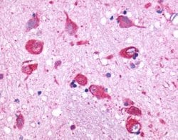 GPCR v40 Polyclonal Antibody, Invitrogen 25 &mu;g | Buy Online | Thermo Scientific | Fisher Scientific