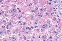 GPCR v40 Polyclonal Antibody, Invitrogen 25 &mu;g | Buy Online | Thermo Scientific | Fisher Scientific