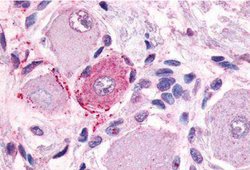 MRGPRE Polyclonal Antibody, Invitrogen 25 &mu;g; Unconjugated:Antibodies,