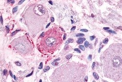 MRGPRE Polyclonal Antibody, Invitrogen 25 &mu;g; Unconjugated:Antibodies,