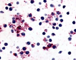 Invitrogen PTGIR Polyclonal Antibody 25 &mu;g; Unconjugated:Antibodies,