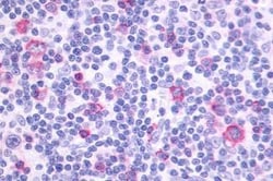 Invitrogen PTGIR Polyclonal Antibody 25 &mu;g; Unconjugated:Antibodies,