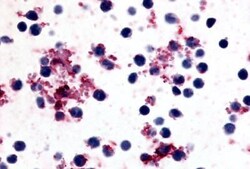 Invitrogen PTGIR Polyclonal Antibody 25 &mu;g; Unconjugated:Antibodies,