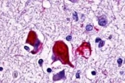 Invitrogen GPR78 Polyclonal Antibody 25 &mu;g; Unconjugated:Antibodies,