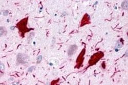 Invitrogen GPR78 Polyclonal Antibody 25 &mu;g; Unconjugated:Antibodies,