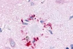 Invitrogen GPR78 Polyclonal Antibody 25 &mu;g; Unconjugated:Antibodies,