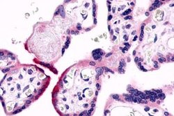 Invitrogen GPR78 Polyclonal Antibody 25 &mu;g; Unconjugated:Antibodies,