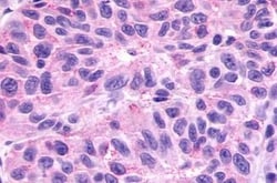 Invitrogen GPR78 Polyclonal Antibody 25 &mu;g; Unconjugated:Antibodies,