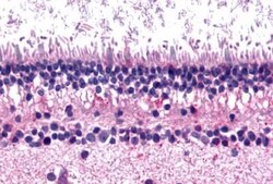 Invitrogen mGluR6 Polyclonal Antibody 25 &mu;g; Unconjugated:Antibodies,