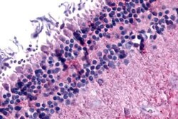 Invitrogen mGluR6 Polyclonal Antibody 25 &mu;g; Unconjugated:Antibodies,