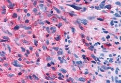 Invitrogen GPR108 Polyclonal Antibody 25 &mu;g | Buy Online | Invitrogen&trade; | Fisher Scientific