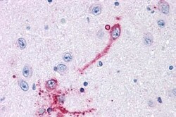 Invitrogen GPR108 Polyclonal Antibody 25 &mu;g | Buy Online | Invitrogen&trade; | Fisher Scientific