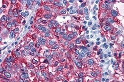 Invitrogen GPR108 Polyclonal Antibody 25 &mu;g | Buy Online | Invitrogen&trade; | Fisher Scientific