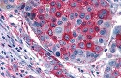 Invitrogen GPR108 Polyclonal Antibody 25 &mu;g | Buy Online | Invitrogen&trade; | Fisher Scientific