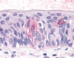 Invitrogen TAS1R3 Polyclonal Antibody 25 &mu;g; Unconjugated:Antibodies,