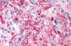 Invitrogen TAS1R3 Polyclonal Antibody 25 &mu;g; Unconjugated:Antibodies,