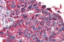 Invitrogen TAS1R3 Polyclonal Antibody 25 &mu;g; Unconjugated:Antibodies,
