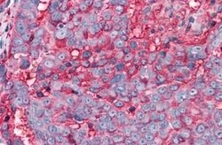 Invitrogen TAS1R3 Polyclonal Antibody 25 &mu;g; Unconjugated:Antibodies,