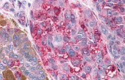 Invitrogen TAS1R3 Polyclonal Antibody 25 &mu;g; Unconjugated:Antibodies,