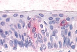 Invitrogen TAS1R3 Polyclonal Antibody 25 &mu;g; Unconjugated:Antibodies,