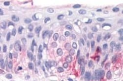 Invitrogen TAS1R3 Polyclonal Antibody 25 &mu;g; Unconjugated:Antibodies,