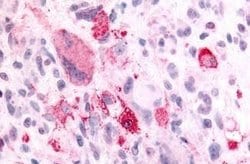 NPBWR2 Polyclonal Antibody, Invitrogen 25 &mu;g | Buy Online | Thermo Scientific | Fisher Scientific