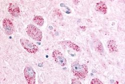 NPBWR2 Polyclonal Antibody, Invitrogen 25 &mu;g | Buy Online | Thermo Scientific | Fisher Scientific