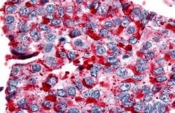 NPBWR2 Polyclonal Antibody, Invitrogen 25 &mu;g | Buy Online | Thermo Scientific | Fisher Scientific