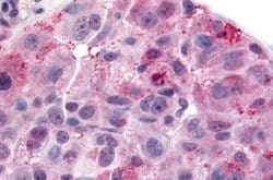 NPBWR2 Polyclonal Antibody, Invitrogen 25 &mu;g | Buy Online | Thermo Scientific | Fisher Scientific