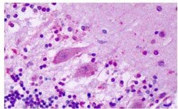 GPR1 Polyclonal Antibody, Invitrogen 25 &mu;g; Unconjugated:Antibodies,