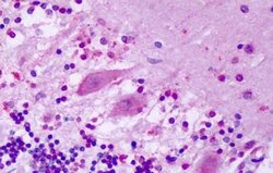 GPR1 Polyclonal Antibody, Invitrogen 25 &mu;g; Unconjugated:Antibodies,