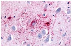 Invitrogen GPR89B Polyclonal Antibody 25 &mu;g; Unconjugated:Antibodies,
