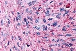Invitrogen GPR89B Polyclonal Antibody 25 &mu;g; Unconjugated:Antibodies,