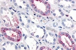 Invitrogen GPR89B Polyclonal Antibody 25 &mu;g; Unconjugated:Antibodies,